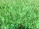 Tấm nhựa cao su thân thiện với môi trường / Tấm làm mát cho cỏ nhân tạo